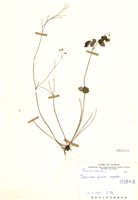 藏品(臺灣唐松草(臺灣鐵大烏))的圖片